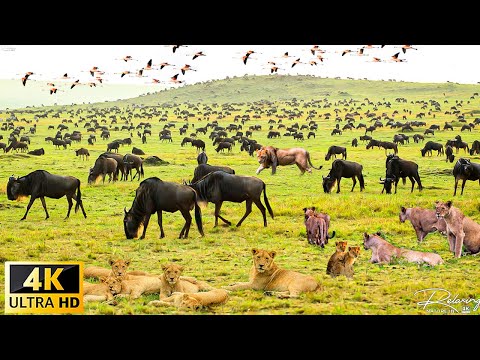 Видео: 4K Африканская дикая природа: величайшая миграция в мире от Танзании в Кению с настоящими звуками