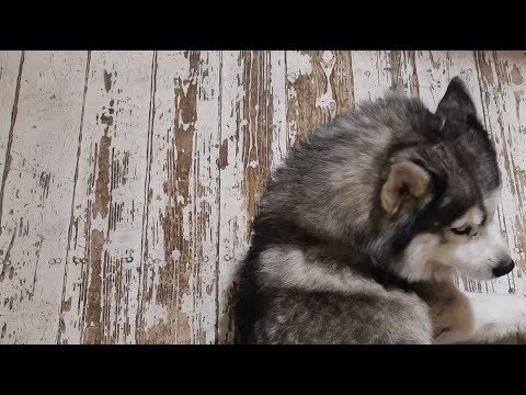 Видео: воскресный эфир с 10 #хаски