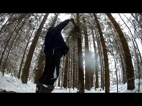 Видео: Охота на куницу самоловами 2018!