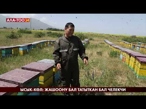 Видео: Ысык-Көл: Жашоону бал татыткан бал челекчи