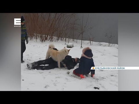 Видео: В Емельяновском районе мужчина застрелил домашнюю собаку на глазах у детей