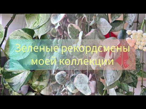 Видео: Зеленые рекордсмены моей коллекции