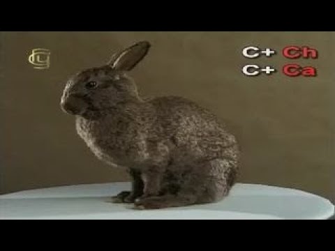 Видео: Общая биология. Селекция животных