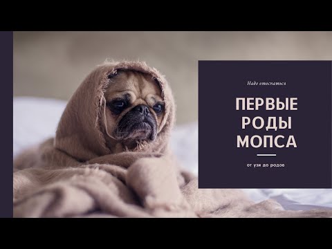 Видео: Первые роды у мопса