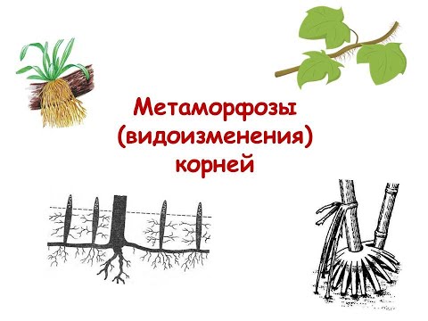 Видео: Метаморфозы (видоизменения) корней