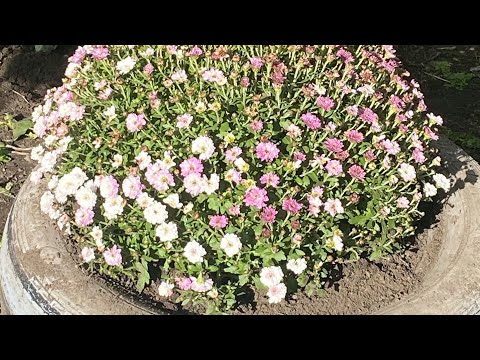 Видео: Дача день другий, що пересадила , буряки зосталися 🌿🌞