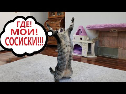 Видео: Приколы с котами! КОТ ПОТЕРЯЛ СОСИСКИ! Смешные коты С ОЗВУЧКОЙ! Самые смешные животные!