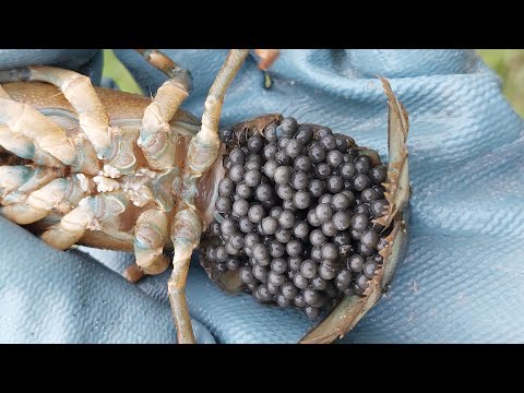 Видео: Выращиваю раков с икры — это проще, чем кажется!