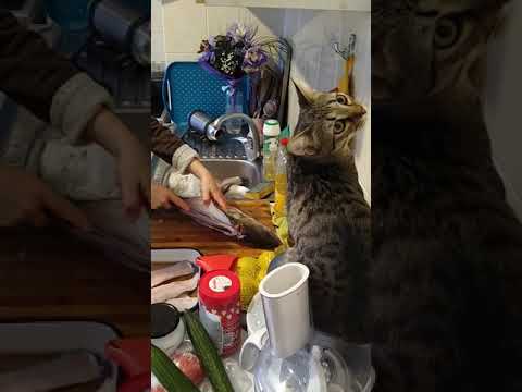 Видео: Филетиране на Бяла риба!