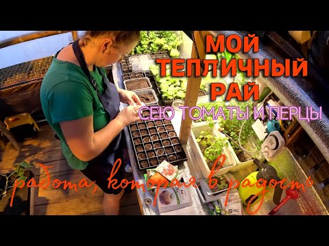 Видео: Выращиваем огурцы зимой. Все от посева до выращивания. Очередная подкормка и обработка.