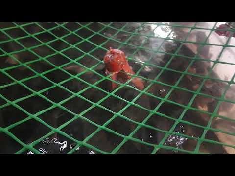 Видео: Поросенок в моем УЗВ.