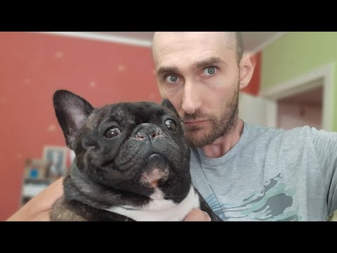 Видео: Выбираем щенка. Как я выбирал щенка французского бульдога! Советы по выбору щенка из моего опыта.