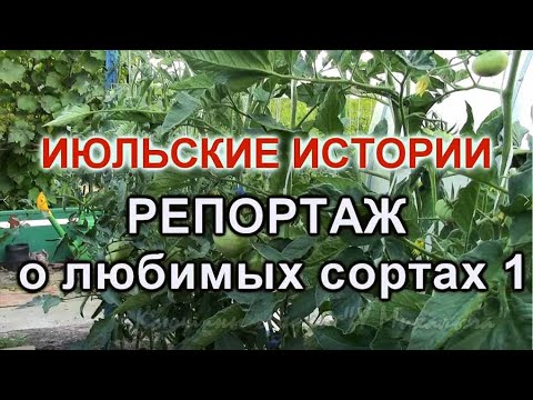 Видео: ИЮЛЬ. Любимые томаты часть 1.
