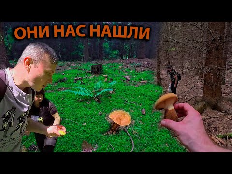 Видео: КАКИЕ ГРИБЫ ЛУЧШЕ ВЗЯТЬ? ЖАРИМ СОЧНЫЙ ШАШЛЫК.