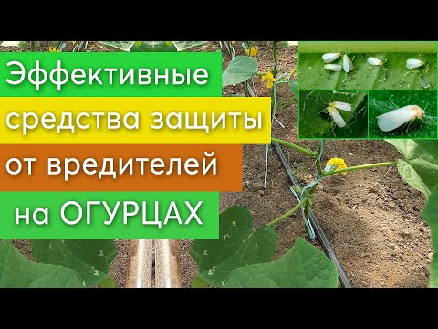 Видео: Эффективные препараты для защиты от вредителей на ОГУРЦАХ.