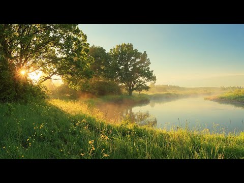 Видео: Утренний  Туман в лесу(релаксация )#медитация #природавосприятия#