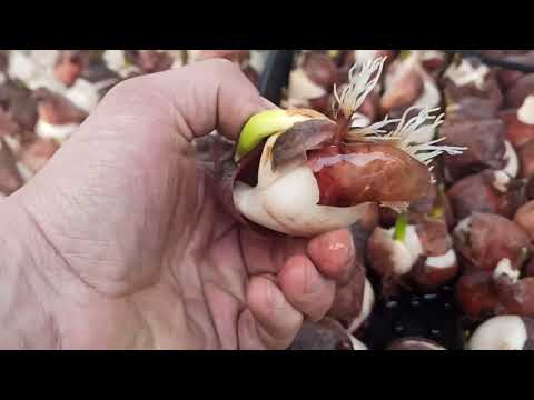 Видео: Выгонка тюльпана ,10 января.