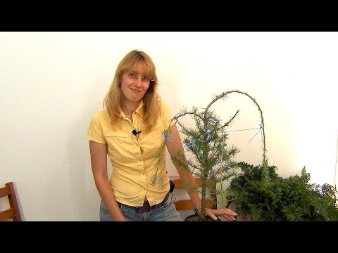 Видео: Ниваки из лиственницы (ч.1).