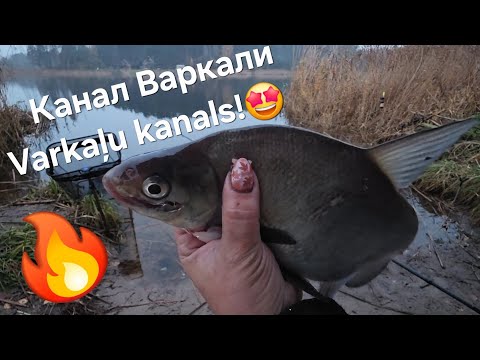 Видео: 4 ноября 2025 г.