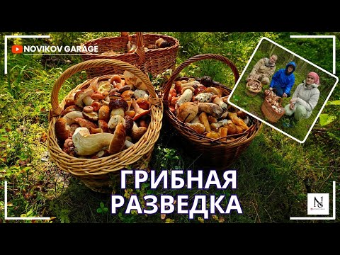 Видео: Грибная разведка 26 августа 2025. Всеволожский район.