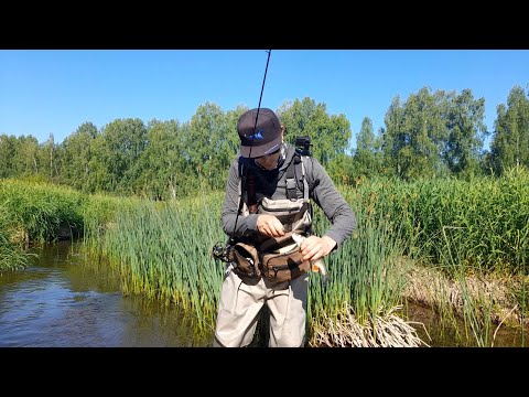 Видео: ИСКАЛ ГОЛАВЛЯ, а НАШЁЛ ЕГО! РЫБАЛКА НА ЧУСОВОЙ! Первый выезд.