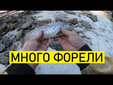 Видео: Как поймать форель в горной реке. Trout fishing