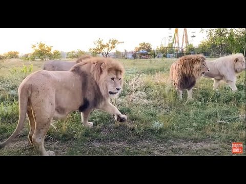 Видео: Молодой лев настолько смел, что не боится даже ДЕСЯТКА ЛЬВОВ!