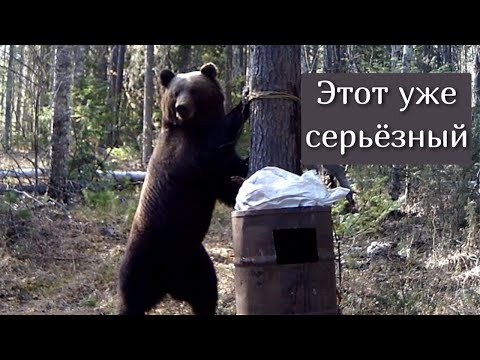 Видео: Привада на медведя май 2024
