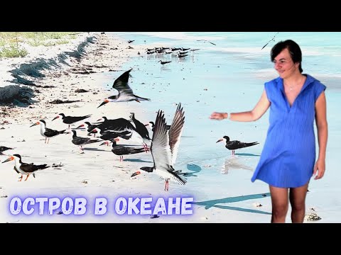 Видео: Отправились на остров. Гиганская черепаха. Гнездование чаек. Дельфины. Атака Крабов. Vlog