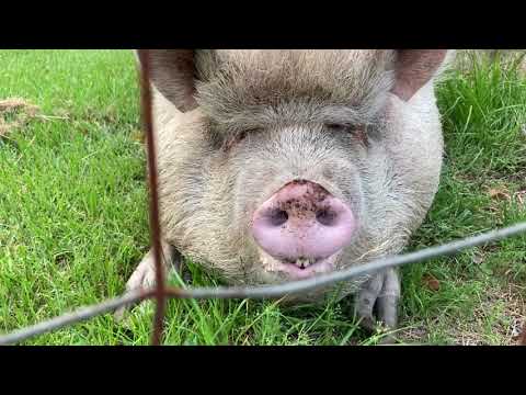 Видео: Созрели Вишни в Саду, Кенгуру, Дикси и Персики 300 кг Весом. My Pets vs Neighbour's Pets 🥳