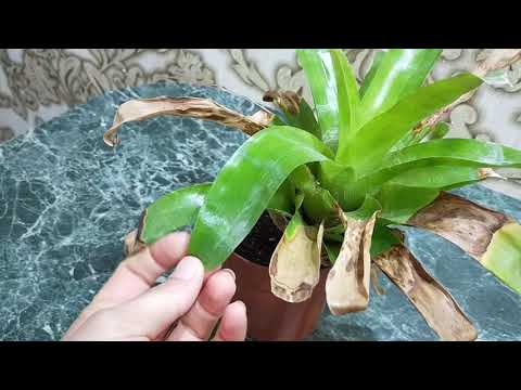 Видео: Почему не цветет вриезия? Ошибки в уходе