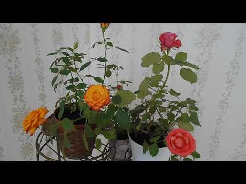 Видео: Уход за комнатной розой зимой: видео