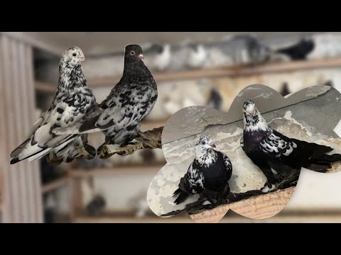 Видео: Продажа ВПЕЧАТЛЯЮЩЕЙ КОЛЛЕКЦИИ Голубей Гии Гагуа!🌟#pigeons #animal #newyear #georgia