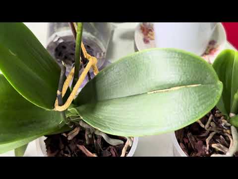Видео: Обработка орхидей реанимашек. Минус еще одна