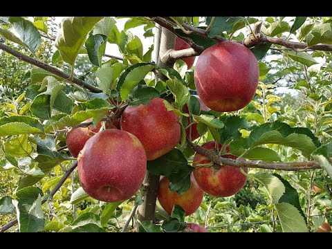 Видео: Яблоко Ред Джонапринц /Apple Red Jonaprince Viltons/