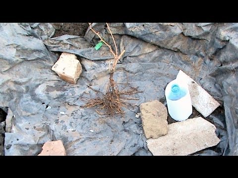 Видео: Виноград. Посадка саженцев на постоянное место