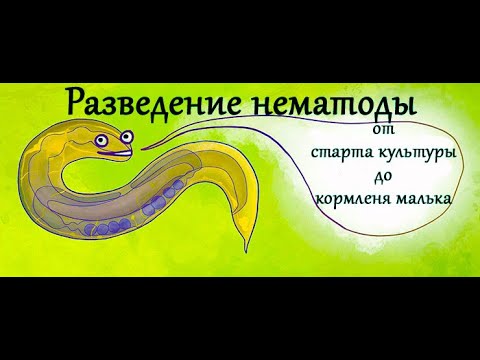 Видео: Нематода. Разведение в домашних условиях.