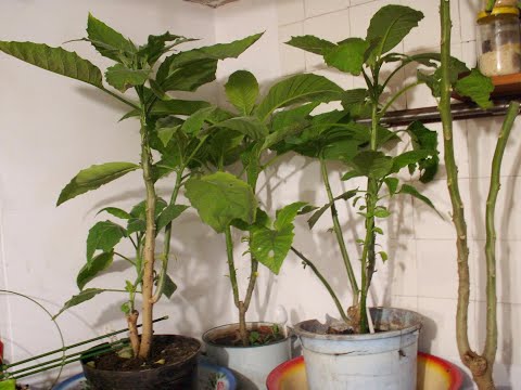 Видео: Мои бругмансии в ноябре, условия успешной зимовки.Рядом черенки бруг.,эустома,пеларгонии,суккуленты.