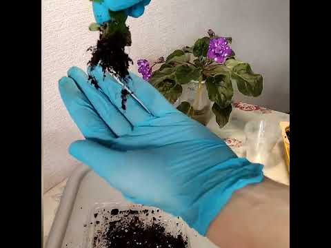 Видео: #163Размножение глоксинии фрагментом листа