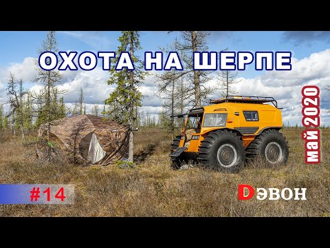 Видео: Шерп на охоте. К озёрам через лесотундру. Как правильно перевернуть Шерп.