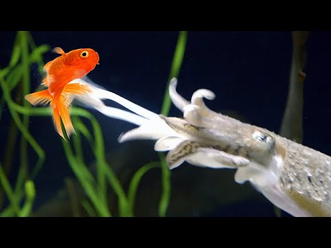 Видео: Каракатица – мастер маскировки и самый коварный хищник океана!