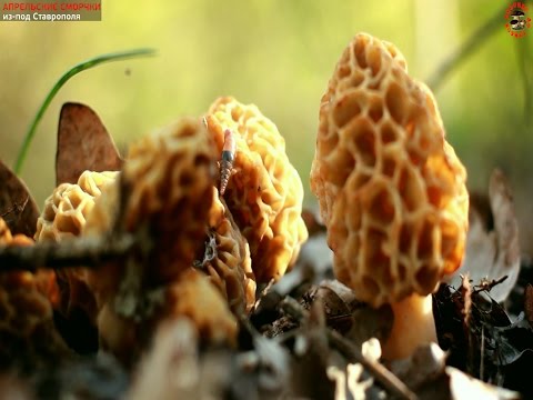 Видео: Охота за сморчками (Morchella vulgaris и esculenta) в лесах под Ставрополем
