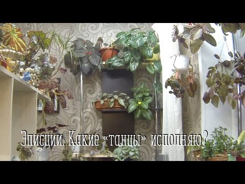 Видео: Мои эписции на "вольных хлебах". Обрезка. Обзор.