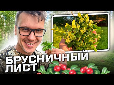 Видео: ВАЖНО ЗНАТЬ КАЖДОМУ / СЕКРЕТ БРУСНИЧНОГО ЛИСТА