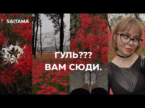 Видео: дивимся на квіти в сайтамі