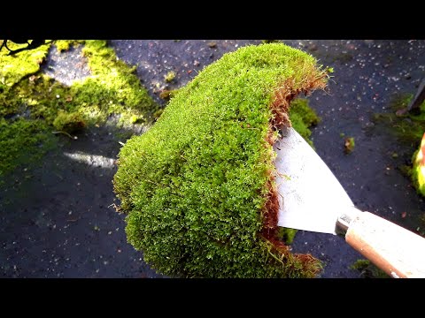 Видео: МОХ для ОРХИДЕЙ. Как я выращиваю и собираю🙂