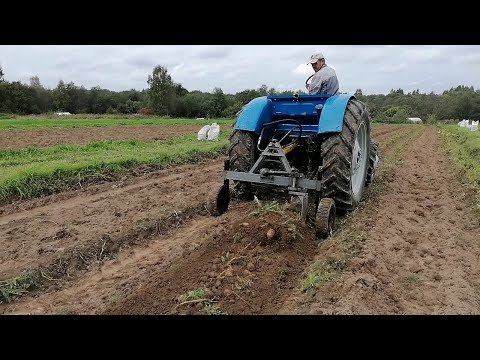 Видео: Уборка картофеля / Т-40 и самодельная картофелекопалка