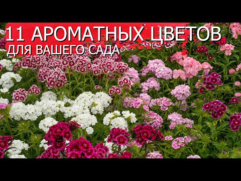 Видео: 11 Ароматных цветов для вашего сада