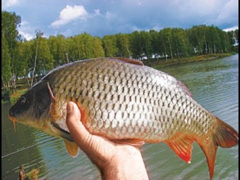 Видео: Выращивание карпа в маленьком пруду возле дома, эксперимент ч. 24