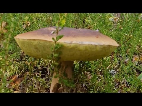 Видео: #Кто с нами за #грибами?😁#сентябрь2025  #начало...